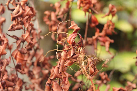 Withered Leavesの写真素材