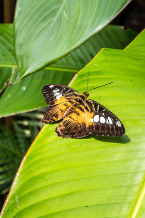 Butterfly on the leavesの写真素材