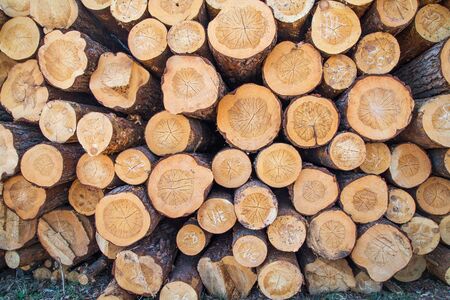 Big pile of logsの写真素材