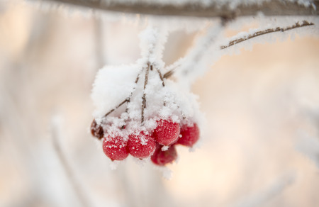 A sprig of rowan covered with frostの写真素材