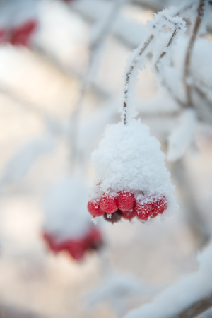 A sprig of rowan covered with frostの写真素材