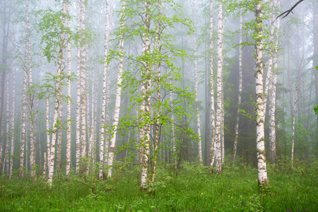 morning in birch forest in thick fogの写真素材