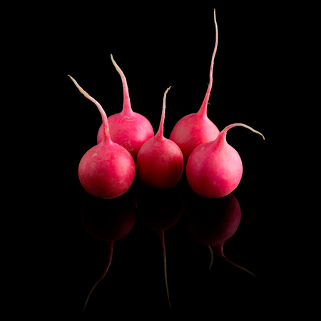 red radish on a glossy black backgroundの写真素材