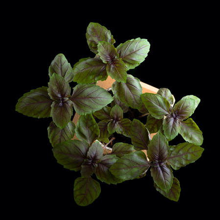 basil in a wooden pot, isolated on a black backgroundの写真素材