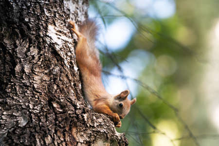 curious squirrel on a tree in its natural habitatの写真素材