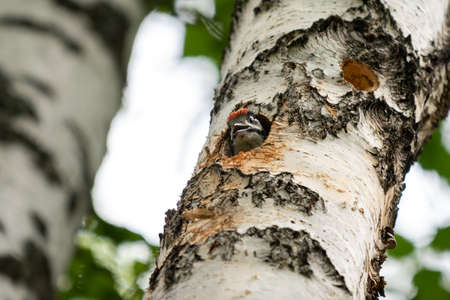 Woodpecker chick peeks out of the hollowの写真素材