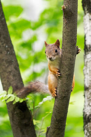 curious squirrel on a tree in its natural habitatの写真素材