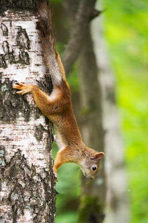 curious squirrel on a tree in its natural habitat