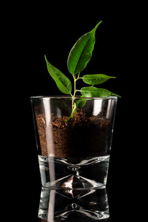 plant planted in a glass on a black background. symbolizes the element earthの写真素材