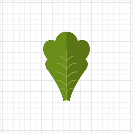 Multicolored vector icon of green fresh lettuce leafのイラスト素材