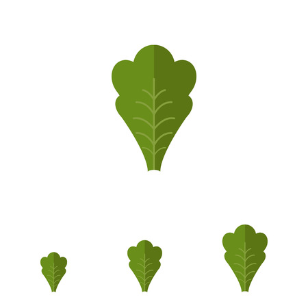 Multicolored vector icon of green fresh lettuce leafのイラスト素材