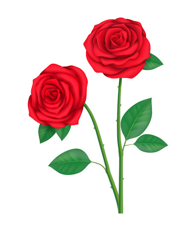 Two Red Rosesのイラスト素材
