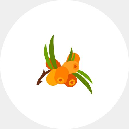 Sea Buckthorn Branch with Berries Iconのイラスト素材