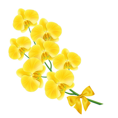 Orchid flower with celebration bow. Twig, branch, plant, gardening. Present concept. Can be used for greeting cards, posters, leaflets and brochureのイラスト素材