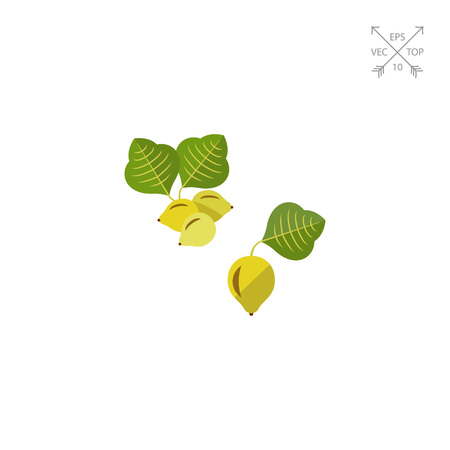 Australian kakadu plum vector iconのイラスト素材