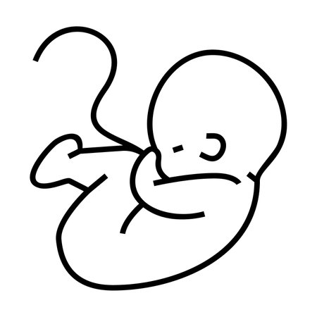 Simple outline of baby in fetal position vector icon. Black line drawing or cartoon illustration of fetus with umbilical cord on white background. Childbirth, pregnancy conceptのイラスト素材