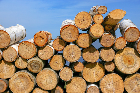 put firewood in clear day