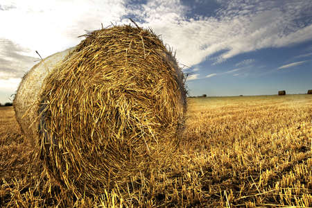 Field at morning