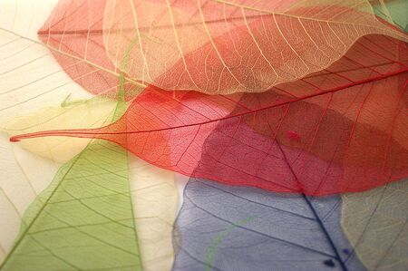 skeleton leaves backgroundの写真素材