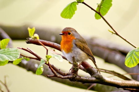robin redの写真素材