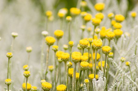 yellow flowers bloomingの写真素材