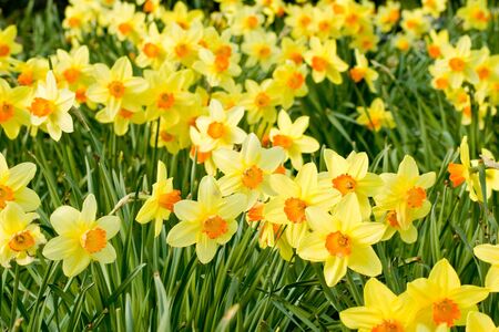 daffodils in parkの写真素材
