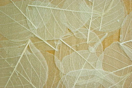 white skeleton leaves background on cardboard