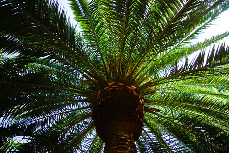 palm tree closeup from low angle against skyの写真素材