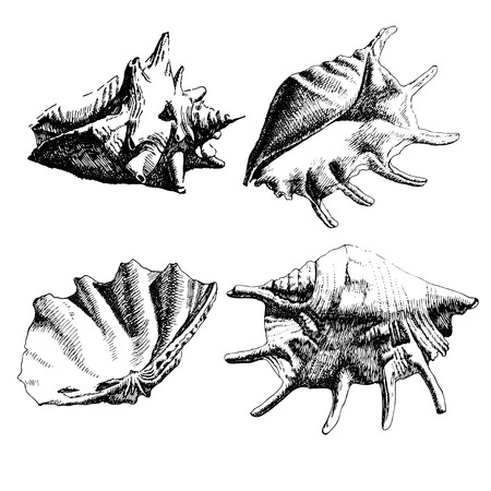 black and white illustration with seashells of different shapesのイラスト素材