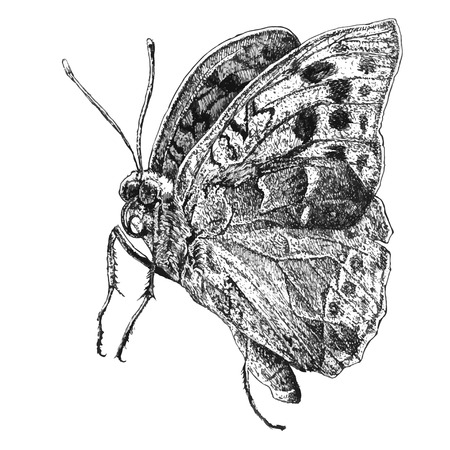 illustration with realistic butterfly on a white backgroundのイラスト素材