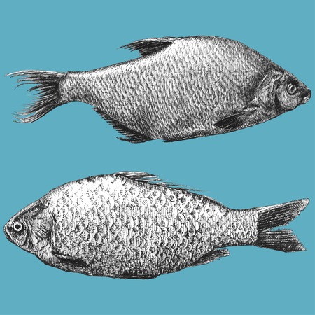 illustration with  two realistic fish (Abramis brama, Carassius)のイラスト素材