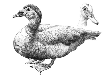 illustration with realistic duck (hand draw)のイラスト素材
