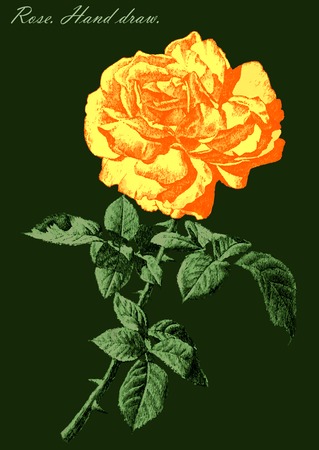 illustration with colored rose on a green background (hand draw)のイラスト素材