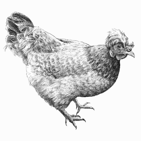 illustration with realistic hen (hand draw)のイラスト素材
