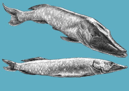 Illustration with two realistic pike. Hand draw illustration