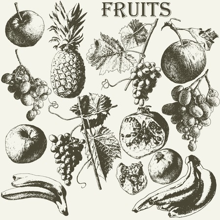 Fruit set. Hand drawn.のイラスト素材