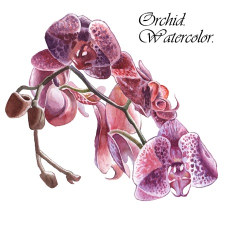 Illustration with orchid. Watercolor. Hand drawn.のイラスト素材