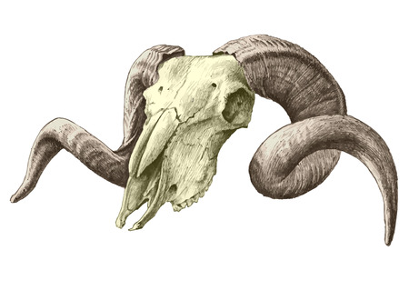 illustration with goat  skull. hand drawnのイラスト素材