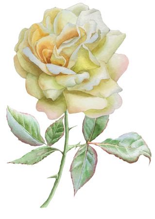 Illustration with realistic rose. Watercolor. Vector. Hand drawn.のイラスト素材