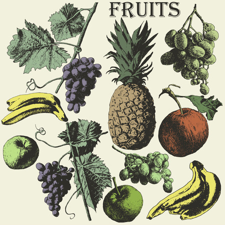 Fruit set. Hand drawn.のイラスト素材