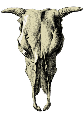 Illustration with cow skull. Vector. Hand drawn.のイラスト素材