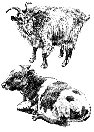 Monochrome illustration with cow and goat. Vector. Hand drawn.のイラスト素材