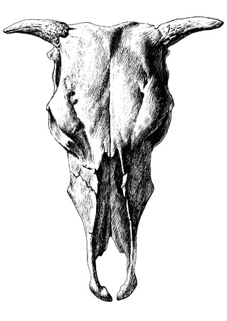 Illustration with cow skull. Vector. Hand drawn.のイラスト素材