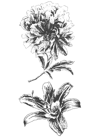 Peony and lily. Vector.  Hand drawn.のイラスト素材