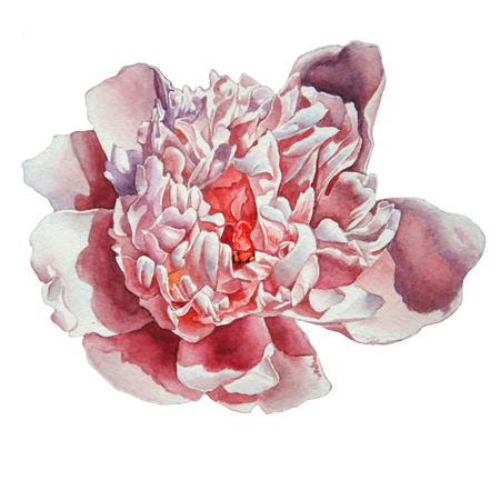 Gorgeous pink peony. Watercolor. Hand drawn.の写真素材