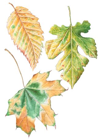 Autumn leaves. Set.Watercolor. Hand drawn.の写真素材