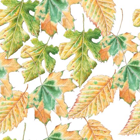 Seamless pattern with  autumn leaves. Watercolor. Hand drawn.の写真素材