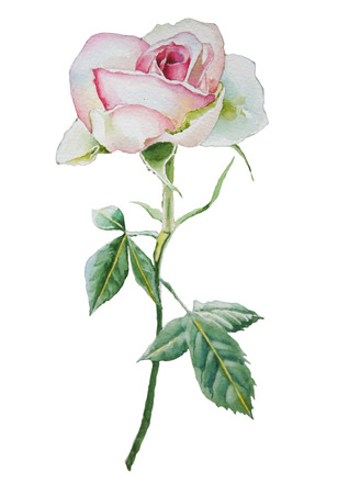 Illustration with  rose. Watercolor. Hand drawn.の写真素材