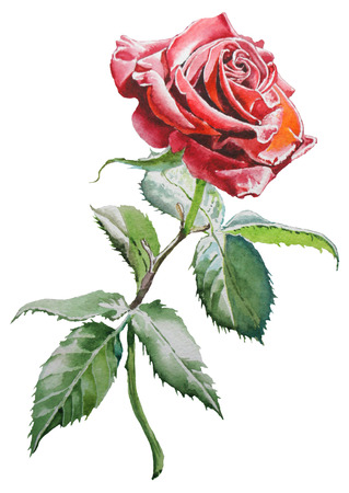 Illustration with  red  rose. Watercolor. Hand drawn.の写真素材