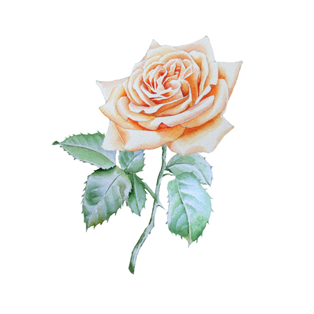 Illustration with rose. Watercolor. Hand drawn.の写真素材
